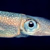 Nerves Control Iridescence In Squid’s Remarkable 'Electric Skin' MBL Scientists Discover