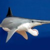 Helicoprion: 270 Million Year Old Mystery Of Teeth Like Circular Saw Blade