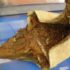 Ancient Bronze Warship Ram Reveals Secrets