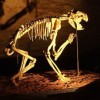 Bad to the Bones part 2 – Lake Mungo and Lake Victoria Fossils and Skeletons