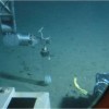 Submarine Canyons A Source Of Marine Invertebrate Diversity, Abundance