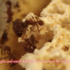 Ants Turn Unwelcome Lodgers Into A Useful Standing Army