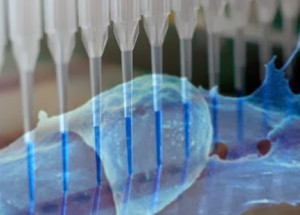 Potential drug target to nip cancer in the bud, could eradicate cancers and prevent relapses