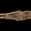 1,300-year-old Egyptian mummy had tattoo of Archangel Michael
