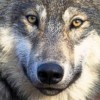Culling the Human Herd in the 21st Century: The Savage Sorting
