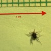 Bug runs at the equivalent of 1300 MPH
