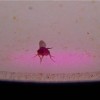 Mind alteration device makes flies sing and dance