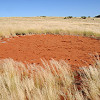 African fairy circles not created by termites after all