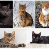 Cats found to eat more in the winter and less in the summer