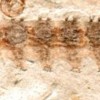 Bizarre Parasite Discovered