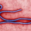 CDC response on west African Ebola