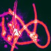 Ebola virus mutating quickly says scientific genomic