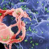 City of origin of HIV virus found