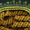 Flu viruses disguised as waste