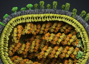 Flu viruses disguised as waste