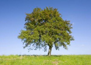 Voters Reject Green Political Agenda