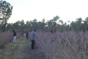 Agriculture in Portugal: Relying on foreign workers