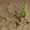 Poetry of Sorrow and Hope