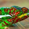 How chameleons change colors