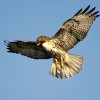 Be Informed and Watch Government “Like A Hawk!”