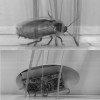 Cockroach-Inspired robot uses body streamlining