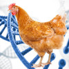 Plant extracts to replace antibiotics for farm animals