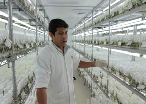 Potatoes on Mars: Crop Harvested Under Red Planet Conditions Will Set Course for Martian Farming