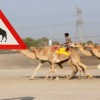 Ethnicity, Tribalism, and Pluralism in the Middle East and North Africa: Solutions to Conflict?
