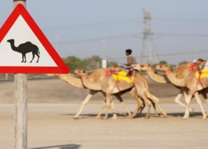 Ethnicity, Tribalism, and Pluralism in the Middle East and North Africa: Solutions to Conflict?