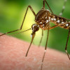 ZIKA A SMALL BIG ENEMY