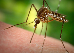 ZIKA A SMALL BIG ENEMY