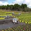 Robots Successfully Tend Tree Nursery