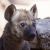 Big Predators at Risk: Top Carnivores Vanishing