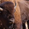 Archaeologists Uncover 13,000-Year-Old Bones of Ancient, Extinct Species of Bison