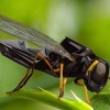 Flying RoboBees, Tiny Surveillance Helicopters and Swarms of Smart Gliders