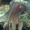 Meet the New Ocean Overlords