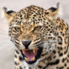 Leopards Have Lost 75% of Their Historic Range