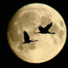 Coastal Birds Know Tides and Moon Phases