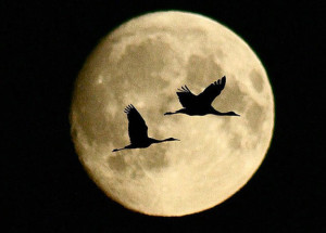 Coastal Birds Know Tides and Moon Phases