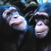 Great Apes Communicate Cooperatively