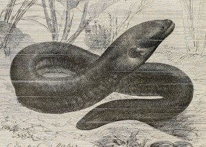 Legendary Leaping Attacks by Electric Eels Proven True