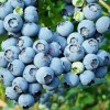 Blueberries’ Health Benefits Better Than Many Perceive