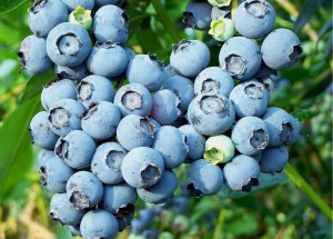 Blueberries’ Health Benefits Better Than Many Perceive
