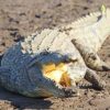 American alligators and South African crocodiles contaminated with chemicals