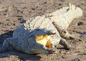 American alligators and South African crocodiles contaminated with chemicals