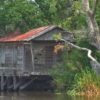 White Backlash in Louisiana Bayou Country and Why a Green is Voting for Hillary