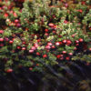 Cranberry Disrupts Harmful Bacteria's