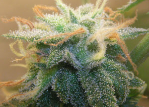 How Cannabis Affects Memory