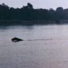 History of Mokele Mbembe And Expeditions To Africa