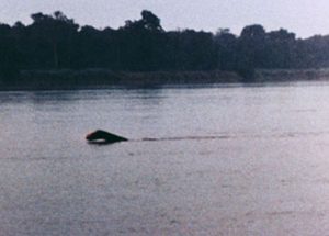 History of Mokele Mbembe And Expeditions To Africa